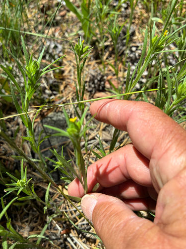 iNaturalist observation photo of mountain tarweed