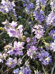 Veronica capsellicarpa