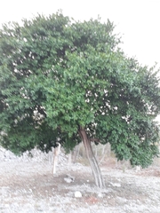 Ehretia tinifolia