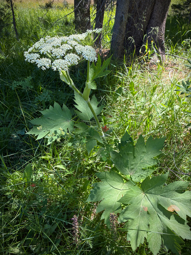 iNaturalist observation photo of common cowparsnip