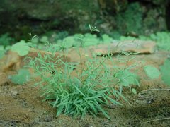 Mononeuria cumberlandensis