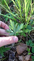 Anemonoides nemorosa