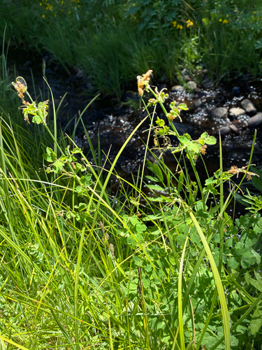 iNaturalist observation photo of Fendler's Meadow-rue