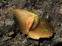 Terminalia oblonga