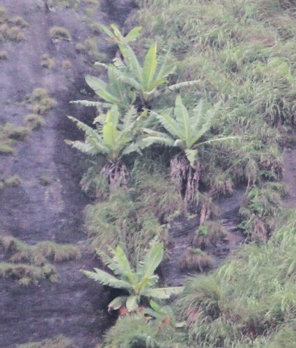 Ensete superbum, photograph 1