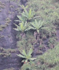 Ensete superbum, photograph (c) Ashwin Srinivasan, some rights reserved (CC BY)