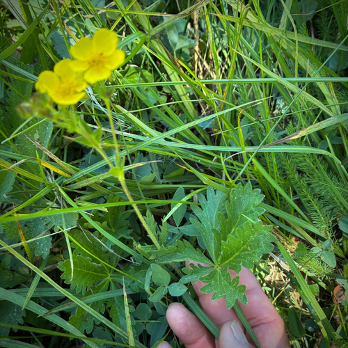 iNaturalist observation photo of combleaf cinquefoil