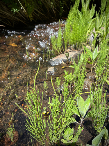 iNaturalist observation photo of field horsetail