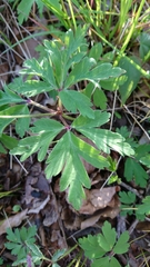 Anemonoides nemorosa