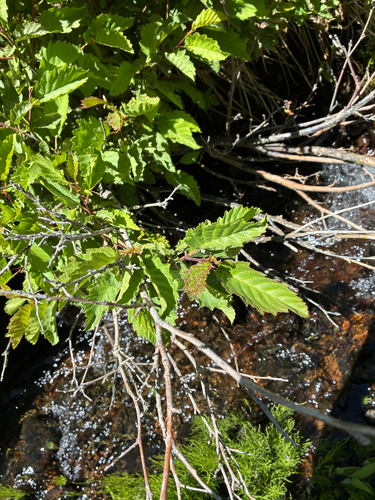 iNaturalist observation photo of grey alder