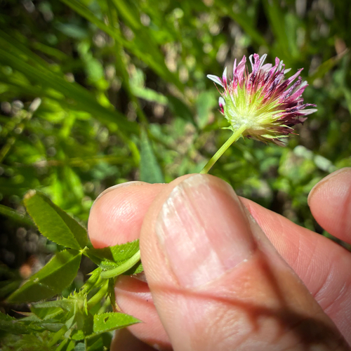 iNaturalist observation photo of springbank clover