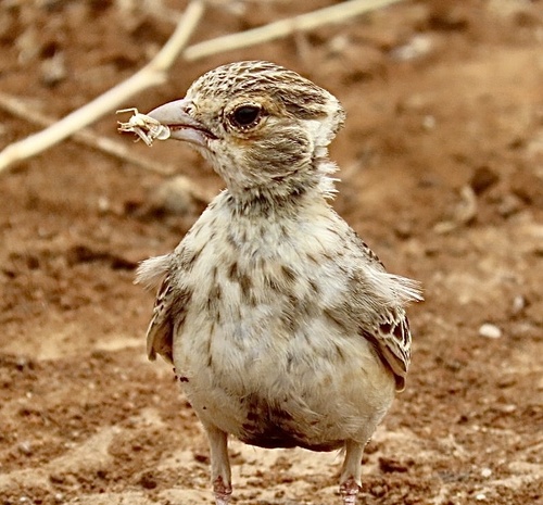 Fischer's Sparrow-Lark (Eremopterix leucopareia), photo 4