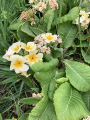 Primula vulgaris