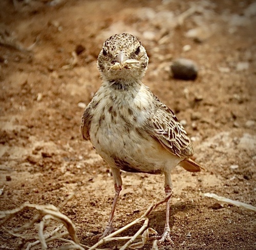 Fischer's Sparrow-Lark (Eremopterix leucopareia), photo 5