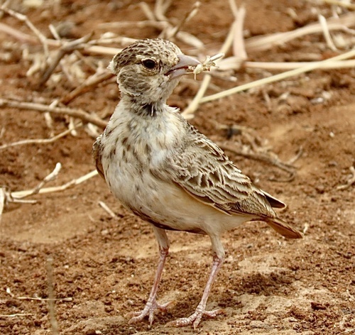 Fischer's Sparrow-Lark (Eremopterix leucopareia), photo 9