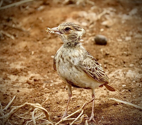 Fischer's Sparrow-Lark (Eremopterix leucopareia), photo 10