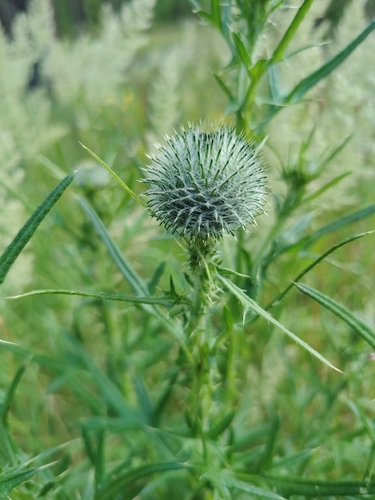 Bull Thistle