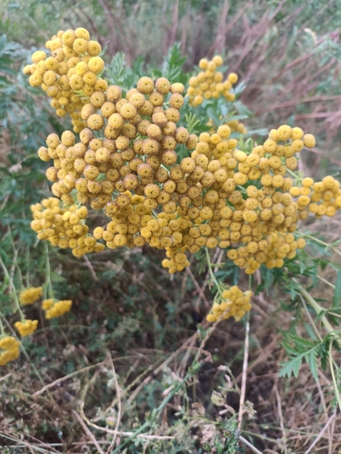 tansy