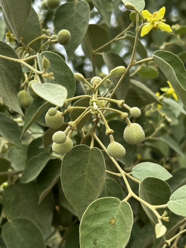 Capparicordis crotonoides, 2025-12-18