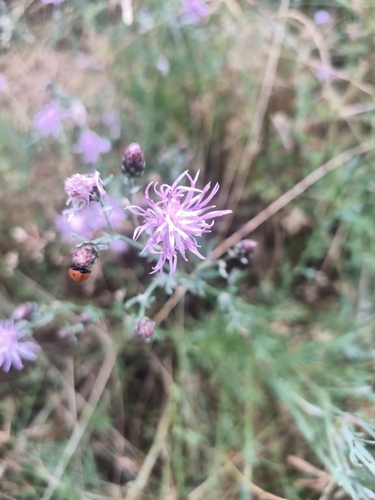 spotted knapweed