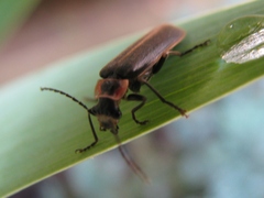 Podabrus brevicollis