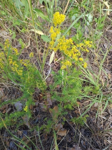 Lady's Bedstraw