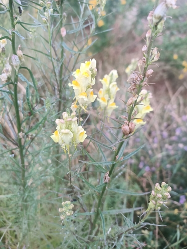 common toadflax