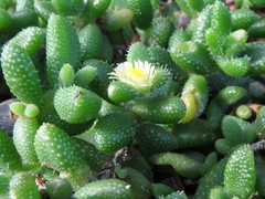 Delosperma echinatum