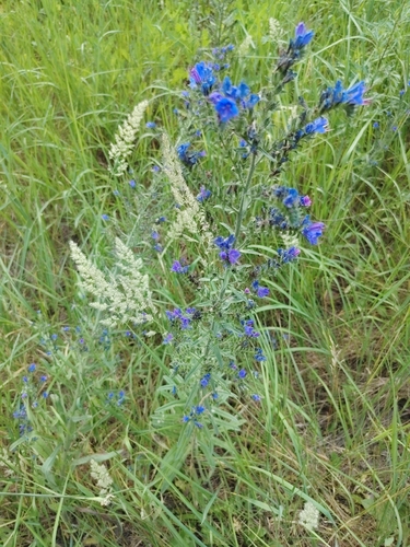 viper's-bugloss