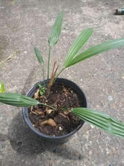 Trachycarpus