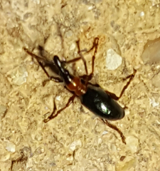 Cylas formicarius