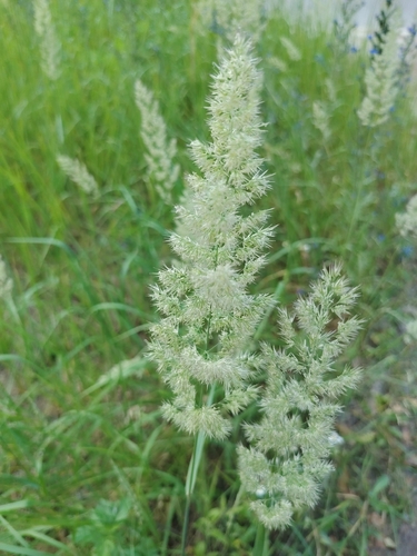 Bushgrass