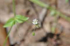 Stellaria