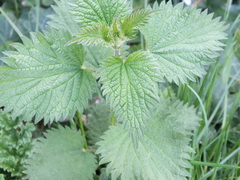 Urtica dioica