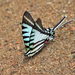 Mariposa Cometa Golondrina de Líneas Cortas - Photo (c) Tom Murray, algunos derechos reservados (CC BY-NC), subido por Tom Murray
