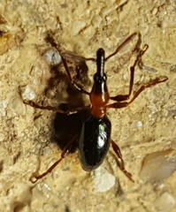 Cylas formicarius
