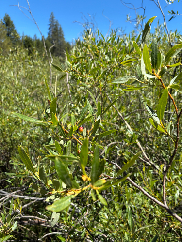 iNaturalist observation photo of Lemmon's willow