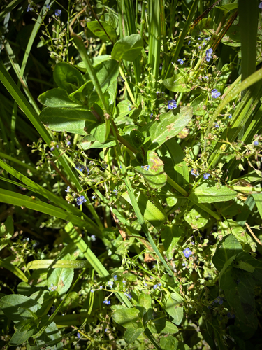 iNaturalist observation photo of American brooklime
