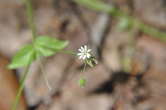 Stellaria