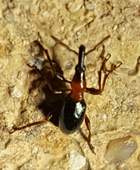 Cylas formicarius