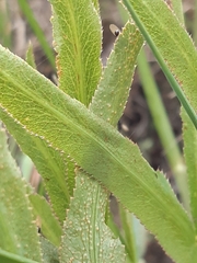 Puccinia sii-falcariae