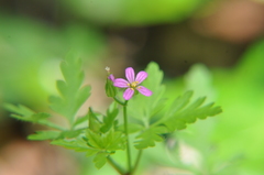 Geranium purpureum