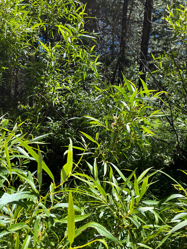iNaturalist observation photo of Pacific Willow