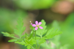 Geranium purpureum