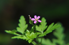 Geranium purpureum