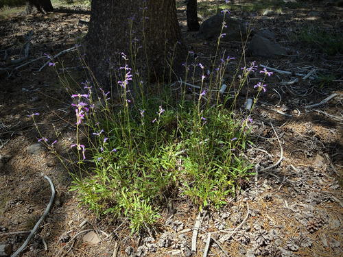 iNaturalist observation photo of Slender Beardtongue