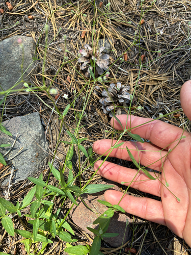 iNaturalist observation photo of milk kelloggia