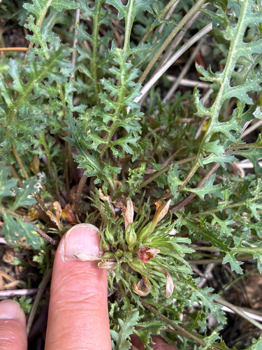 iNaturalist observation photo of pinewoods lousewort