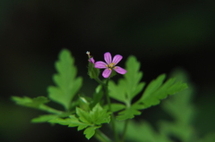 Geranium purpureum