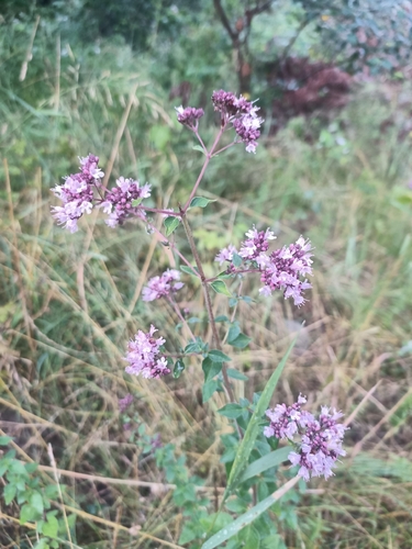 Oregano